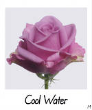 Cool Water